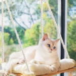 Cat Window Perch Rustic Cat Hammock Bed W Solid Wood Seat 4 Heavy Duty Suction